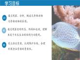 初中  生物  人教版（2024）  七年级上册（2024）第二节 脊椎动物 课件