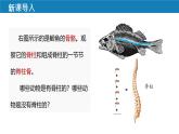 初中  生物  人教版（2024）  七年级上册（2024）第二节 脊椎动物 课件