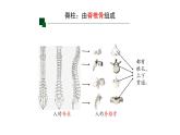 初中  生物  人教版（2024）  七年级上册（2024）第二节 脊椎动物 课件