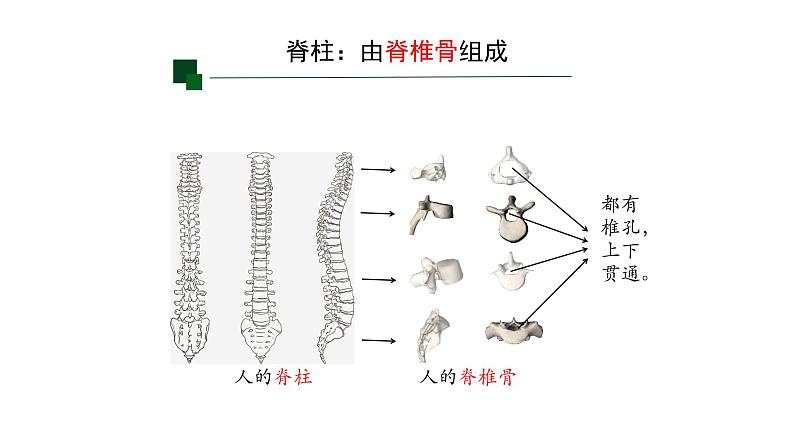 初中  生物  人教版（2024）  七年级上册（2024）第二节 脊椎动物 课件第4页