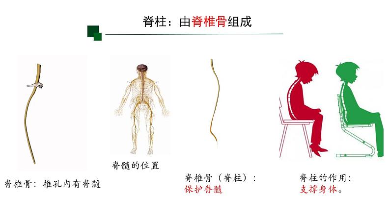 初中  生物  人教版（2024）  七年级上册（2024）第二节 脊椎动物 课件第5页