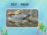 初中  生物  人教版（2024）  七年级上册（2024）第二节 脊椎动物 课件