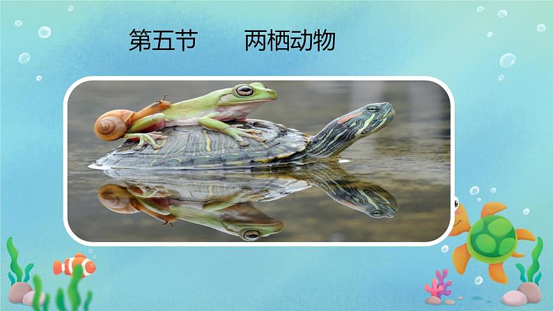 初中  生物  人教版（2024）  七年级上册（2024）第二节 脊椎动物 课件第1页