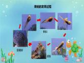 初中  生物  人教版（2024）  七年级上册（2024）第二节 脊椎动物 课件