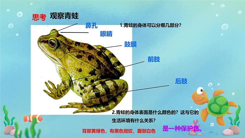 初中  生物  人教版（2024）  七年级上册（2024）第二节 脊椎动物 课件第7页