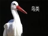 初中  生物  人教版（2024）  七年级上册（2024）第二节 脊椎动物 课件