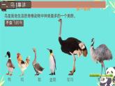 初中  生物  人教版（2024）  七年级上册（2024）第二节 脊椎动物 课件