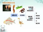 初中  生物  人教版（2024）  七年级上册（2024）第二节 脊椎动物 课件