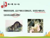 初中  生物  人教版（2024）  七年级上册（2024）第二节 脊椎动物 课件