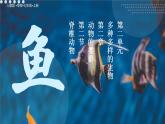 初中  生物  人教版（2024）  七年级上册（2024）第二节 脊椎动物 课件