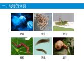 初中  生物  人教版（2024）  七年级上册（2024）第二节 脊椎动物 课件