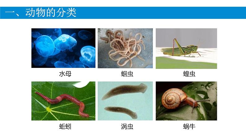 初中  生物  人教版（2024）  七年级上册（2024）第二节 脊椎动物 课件第3页