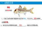 初中  生物  人教版（2024）  七年级上册（2024）第二节 脊椎动物 课件