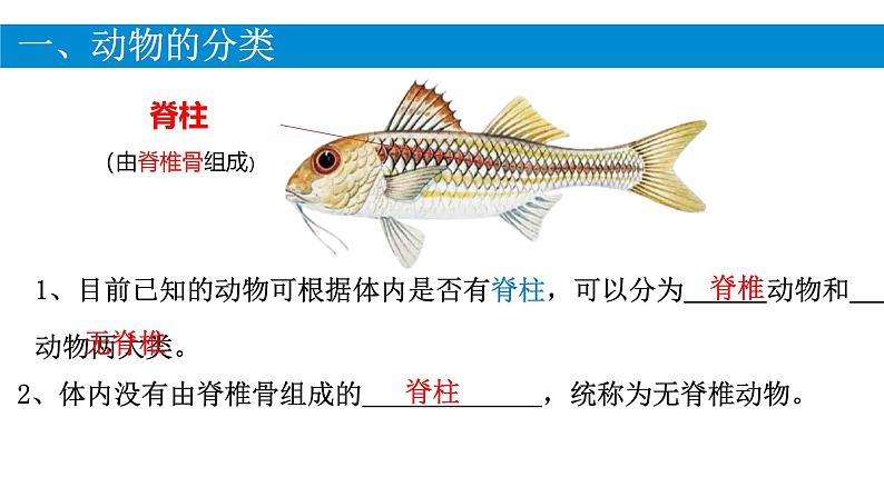 初中  生物  人教版（2024）  七年级上册（2024）第二节 脊椎动物 课件第4页