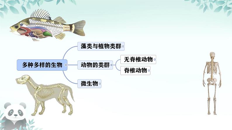 初中  生物  人教版（2024）  七年级上册（2024）第二节 脊椎动物 课件第1页