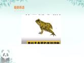初中  生物  人教版（2024）  七年级上册（2024）第二节 脊椎动物 课件