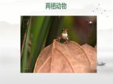 初中  生物  人教版（2024）  七年级上册（2024）第二节 脊椎动物 课件
