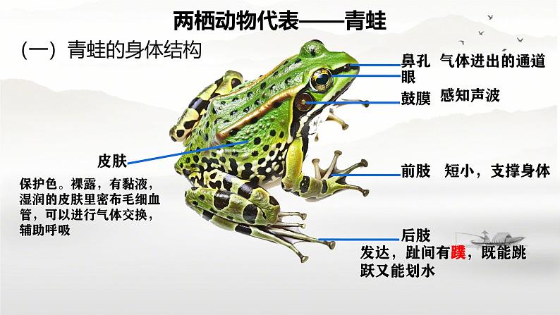 初中  生物  人教版（2024）  七年级上册（2024）第二节 脊椎动物 课件第6页