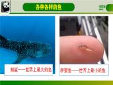 初中  生物  人教版（2024）  七年级上册（2024）第二节 脊椎动物 课件