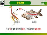 初中  生物  人教版（2024）  七年级上册（2024）第二节 脊椎动物 课件