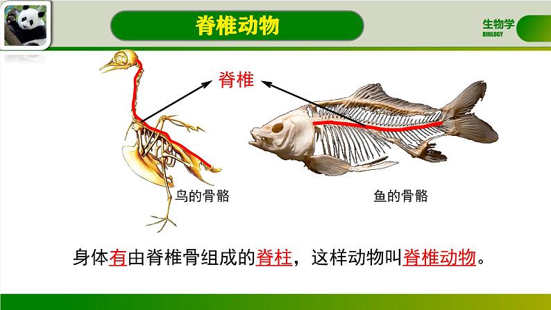 初中  生物  人教版（2024）  七年级上册（2024）第二节 脊椎动物 课件第4页