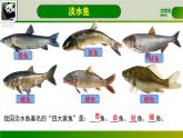 初中  生物  人教版（2024）  七年级上册（2024）第二节 脊椎动物 课件