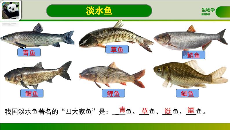 初中  生物  人教版（2024）  七年级上册（2024）第二节 脊椎动物 课件第5页