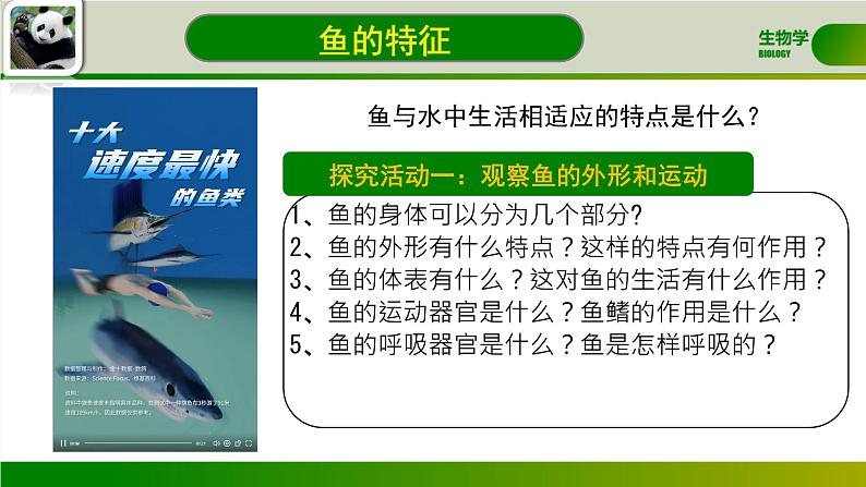 初中  生物  人教版（2024）  七年级上册（2024）第二节 脊椎动物 课件第8页