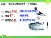 初中  生物  人教版（2024）  七年级上册（2024）第二节 脊椎动物 课件