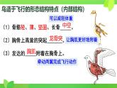 初中  生物  人教版（2024）  七年级上册（2024）第二节 脊椎动物 课件