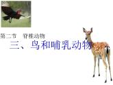 初中  生物  人教版（2024）  七年级上册（2024）第二节 脊椎动物 课件