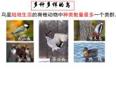 初中  生物  人教版（2024）  七年级上册（2024）第二节 脊椎动物 课件