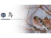 初中  生物  人教版（2024）  七年级上册（2024）第二节 脊椎动物 课件