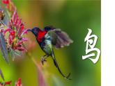 初中  生物  人教版（2024）  七年级上册（2024）第二节 脊椎动物 课件