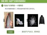 初中  生物  人教版（2024）  七年级上册（2024）第二节 脊椎动物 课件