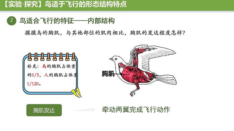 初中  生物  人教版（2024）  七年级上册（2024）第二节 脊椎动物 课件第6页