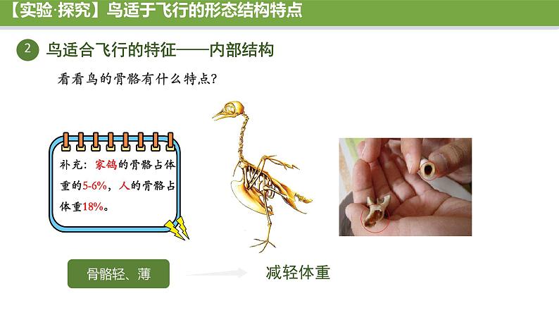 初中  生物  人教版（2024）  七年级上册（2024）第二节 脊椎动物 课件第8页