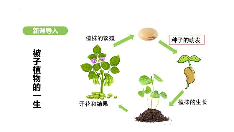 3.1.1 种子的萌发 课件-2024-2025学年人教版生物七年级下册第2页