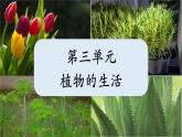 3.1.1種子的萌發(fā)課件-2024--2025學(xué)年人教版生物七年級下冊