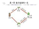 3.1.1種子的萌發(fā)課件-2024--2025學(xué)年人教版生物七年級下冊