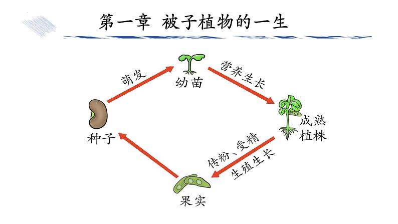 3.1.1种子的萌发课件-2024--2025学年人教版生物七年级下册第2页