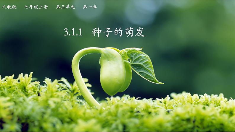 3.1.1种子的萌发课件-2024--2025学年人教版生物七年级下册第3页