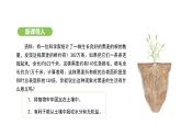 3.1.2 植株的生长 课件-2024-2025学年人教版(2024)生物七年级下册
