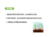 3.1.2 植株的生长 课件-2024-2025学年人教版(2024)生物七年级下册