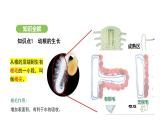 3.1.2 植株的生长 课件-2024-2025学年人教版(2024)生物七年级下册