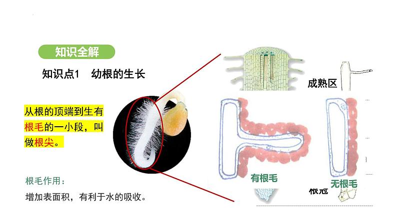 3.1.2 植株的生长 课件-2024-2025学年人教版(2024)生物七年级下册第4页