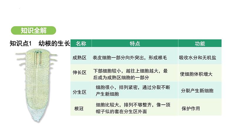 3.1.2 植株的生长 课件-2024-2025学年人教版(2024)生物七年级下册第5页