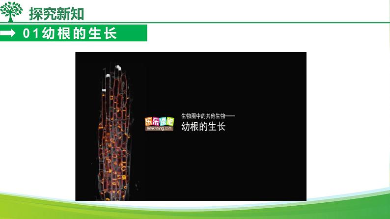 3.1.2 植株的生长（课件）-2024-2025学年七年级生物下册（人教版2024）第6页