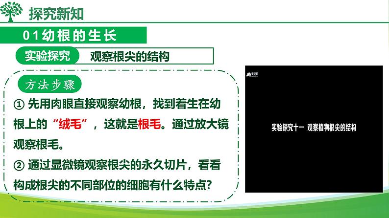 3.1.2 植株的生长（课件）-2024-2025学年七年级生物下册（人教版2024）第8页