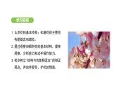 3.1.3 开花和结果 课件-2024-2025学年人教版(2024)生物七年级下册